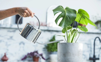 Домашние цветы выглядят заметно бодрее: простая жидкость с кухни работает круче любой магазинной подкормки