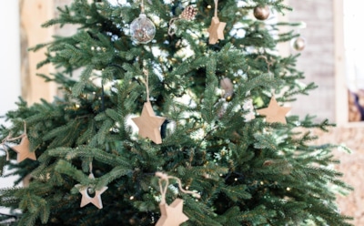 Живая елка  - находка для здоровья: вот почему стоит купить живое новогоднее дерево