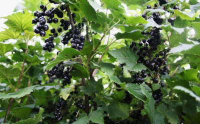 Пока кусты спят под снегом, работа только начинается: как зимой заложить крепкую смородину