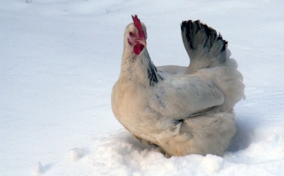 Чем кормить кур в мороз, чтобы были яйца: вы будете удивлены, но это работает
