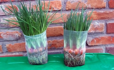 Зеленый лук растет без земли: простой способ с пакетом на подоконнике