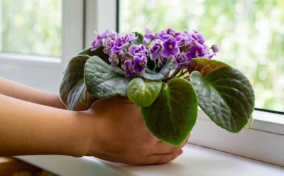 Фиалка зацветет шапкой после этой подкормки — понадобится всего 3 шага