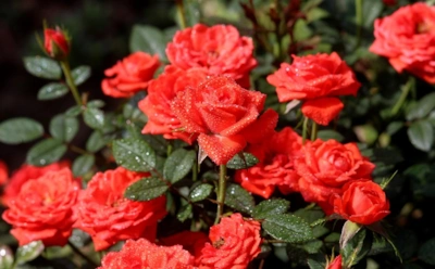 Луковая шелуха творит чудо с розами: пышное цветение удивит ваших соседей