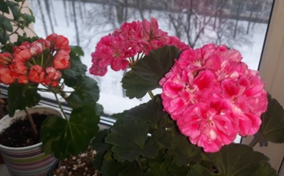 Пышная герань зимой — не сказки: секретный рецепт эликсира взбодрит цветок