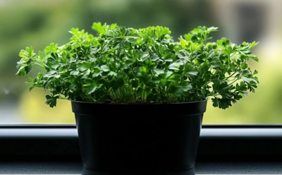 Зелень зимой не покупаю — выращиваю на подоконнике сочную петрушку и укроп за неделю