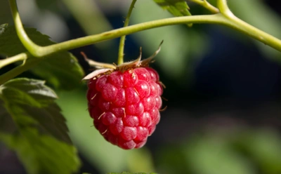 Последний шанс для малины в декабре: срезаю ветки под Новый год — к июлю уже рву ягоды