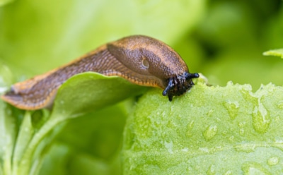 Если ваш погреб атаковали слизни: защита запасов без химии — пожирателям конец