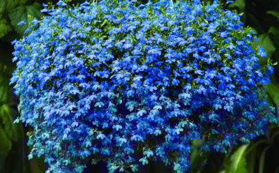 Эти цветы нужно сеять в январе: роскошные бутоны, которые требуют времени