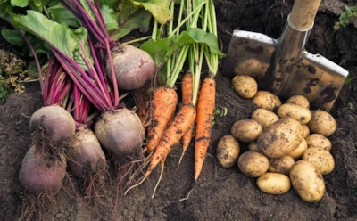 Чем заменить летние овощи зимой: эти 3 альтернативы полезнее огурцов и помидоров