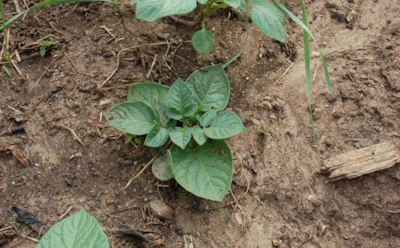 Молодой картофель вырастет раньше, чем у соседей: этот способ даст урожай на 1,5 месяца быстрее