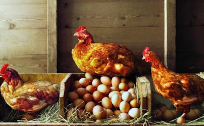 Куры несутся зимой как летом: простые меры, которые реально работают