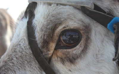 Почему глаза оленей меняют цвет зимой: природный апгрейд зрения