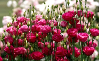 Не посадите эти растения в январе — останетесь без рассады весной: список для зимнего сева