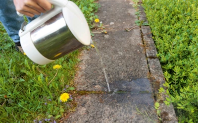 В новом сезоне сорняки вас не побеспокоят: доступный способ без гербицидов