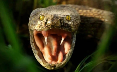 Почему ядовитые животные не травятся сами: природная защита в действии