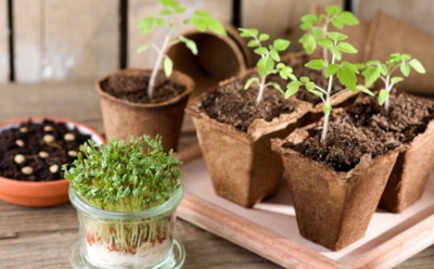 Осторожно — неправильная тара губит рассаду: как подобрать емкость и не ошибиться