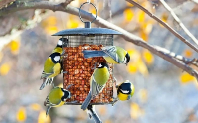 Никогда не кормите птиц этим зимой: что можно, а что запрещено — список табу