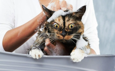 Как часто можно мыть кошку: вот как делать это правильно, чтобы не навредить питомцу