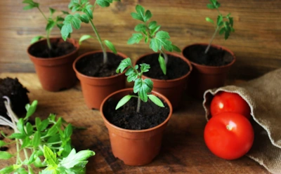 Зольный раствор, который творит чудеса: так готовят семена опытные огородники