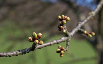 Яблони еще спят, а защита уже работает: спасите весной плоды от парши и монилиоза