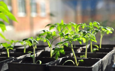 Этот флакон из аптеки — лучший стимулятор томатов: рассада взойдет на 40% быстрее