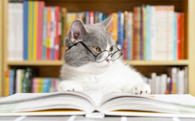 Кто из животных умеет «читать»: феноменальные навыки, которые вызывают вопросы