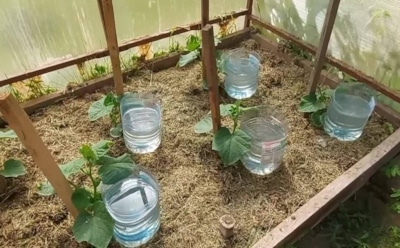 Из обычной бутылки — парник и автополив: полезные дачные хитрости