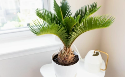 Вот почему выращивать цикас — опасно:  декоративная пальма с ядовитым секретом