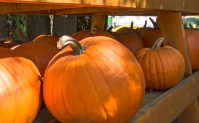 Так тыква может храниться больше года: какие условия ей действительно подходят