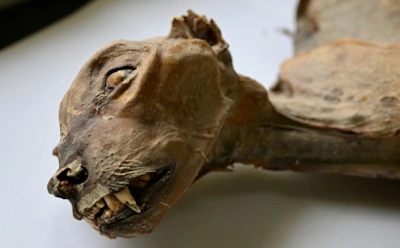 Пещера, где гепарды умирали веками: уникальная находка в Саудовской Аравии