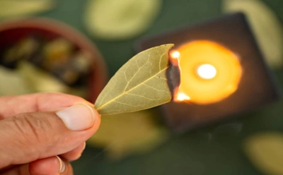 Зачем опытные хозяйки жгут лавровый лист: так лавр влияет на воздух в квартире