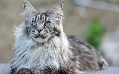 Как ухаживать за мейн-куном: питание, ласка и здоровье — не допустите ошибок