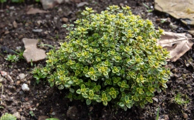 За что так ценят лимоннопахнущий тимьян: от кулинарии до медицины — это растение решает многое