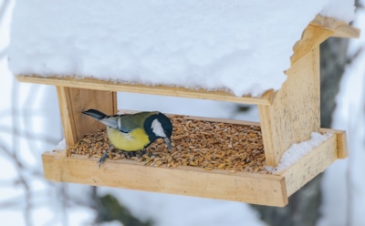 3 кормушки для птиц своими руками: картон, бутылка и доска - это просто