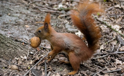Как белки находят свои тайники: пространственная память — конёк пушистиков
