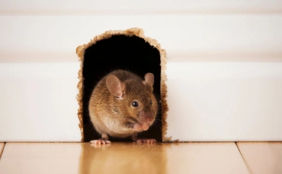 Этот запах мыши ненавидят всей душой: лучший способ прогнать грызунов без яда