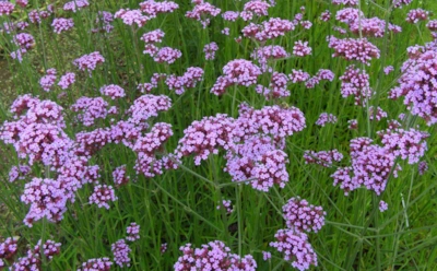 Вербена — трава, которую считали магической: как она работает против воспалений и старения