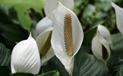 Спатифиллум не цветет — добавьте таблетку: эти лекарства запустят пышное цветение