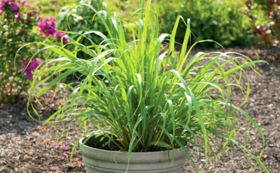 Лемонграсс — сплошная польза: 4 бесспорных плюса пряного растения