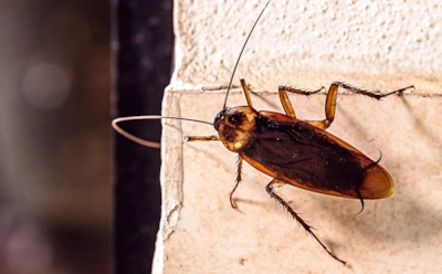 Если тараканы не дают спокойно жить: возьмите уксус и масло — это эффективнее яда