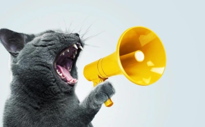 Ваша кошка орет не без причины: что на самом деле пытается сказать питомец