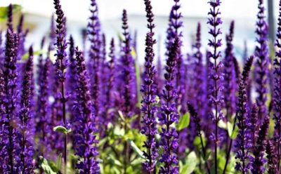 Почему шалфей называли золотой травой: какие свойства делают его таким ценным