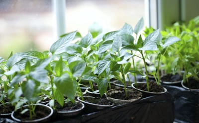 Формула точного посева рассады: как рассчитать день без погрешности под ваш регион