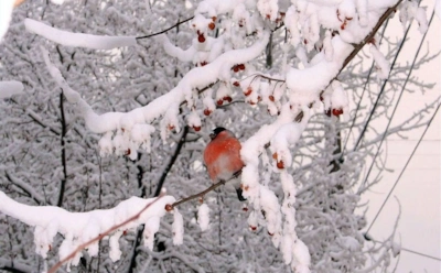 Эти февральские приметы проверены веками: о погоде, урожае и жизни без мистики