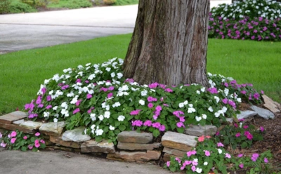 Газон под деревом — плохая идея: с деревьями дружат только эти растения