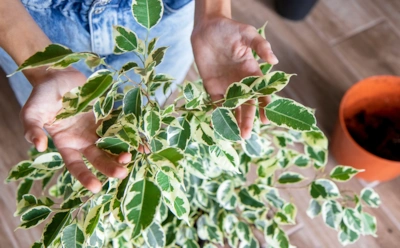 Почему фикус Бенджамина не ветвится и лысеет: этот восточный способ сделает его густым