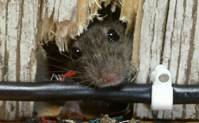 Как отпугнуть мышей на даче без яда: из-за этого запаха грызуны не заходят в дом даже в морозы