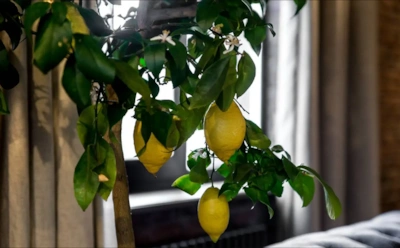 Лимон сбрасывает бутоны зимой: как спасти цитрус без пересадки
