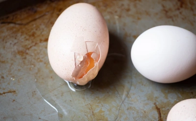 Если зимой куры стали нести хрупкие яйца: почему скорлупа стала тонкой и как это исправить