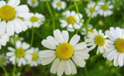 Ромашку недооценивают зря: 6 причин, почему она до сих пор незаменима